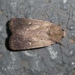 Proteuxoa tibiata (Horseshoe Noctuid) at Kambah, ACT - 12 Oct 2020 by HarveyPerkins