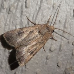 Agrotis (genus) at Kambah, ACT - 12 Oct 2020 by HarveyPerkins