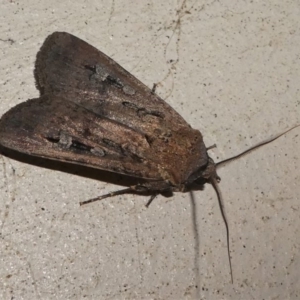 Agrotis infusa at Kambah, ACT - 12 Oct 2020