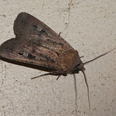 Agrotis infusa (Bogong Moth, Common Cutworm) at Kambah, ACT - 12 Oct 2020 by HarveyPerkins