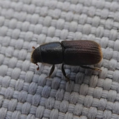 Hylurgus ligniperda (Golden-haired bark beetle) at Kambah, ACT - 13 Oct 2020 by HarveyPerkins