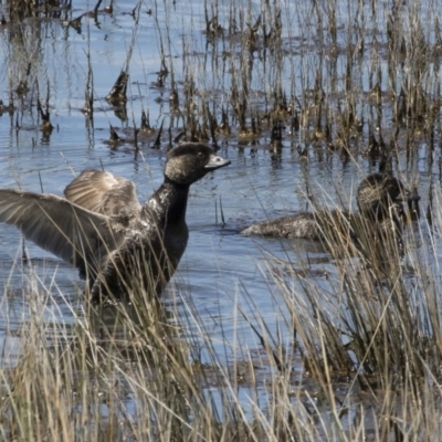 Biziura lobata (Musk Duck) at Illilanga & Baroona - 10 Oct 2020 by Illilanga