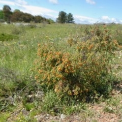 Mirbelia oxylobioides (Mountain Mirbelia) at Yass River, NSW - 15 Oct 2020 by SenexRugosus