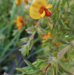 Mirbelia oxylobioides at Yass River, NSW - 16 Oct 2020