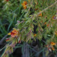 Mirbelia oxylobioides at Yass River, NSW - 16 Oct 2020