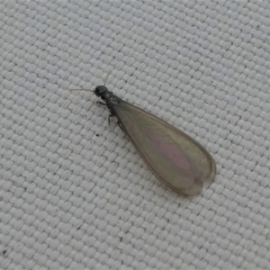 Termitoidae (informal group) at Kambah, ACT - 13 Oct 2020