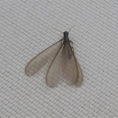 Termitoidae (informal group) at Kambah, ACT - 13 Oct 2020