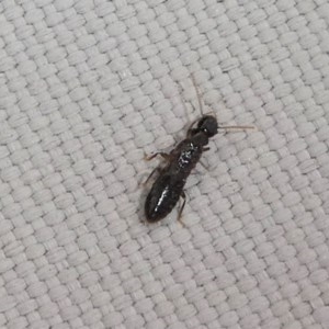 Termitoidae (informal group) at Kambah, ACT - 13 Oct 2020