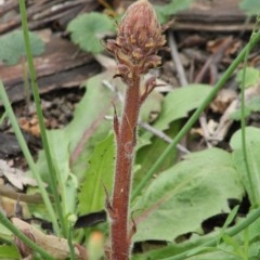 Orobanche minor (Broomrape) at Hughes, ACT - 15 Oct 2020 by kieranh