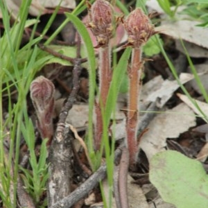 Orobanche minor at Hughes, ACT - 15 Oct 2020