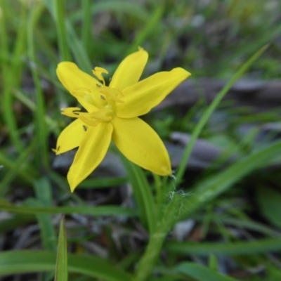 Hypoxis hygrometrica var. hygrometrica (Golden Weather-grass) at Rugosa - 15 Oct 2020 by SenexRugosus