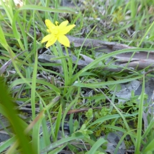 Hypoxis hygrometrica var. hygrometrica at Yass River, NSW - 16 Oct 2020