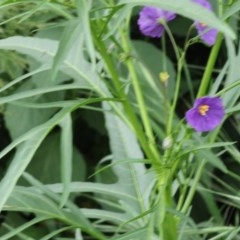 Solanum linearifolium/aviculare (Kangaroo Apple) at Red Hill Nature Reserve - 15 Oct 2020 by kieranh