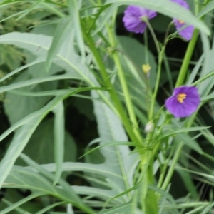 Solanum linearifolium/aviculare at Hughes, ACT - 15 Oct 2020