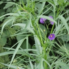 Solanum linearifolium/aviculare at Hughes, ACT - 15 Oct 2020