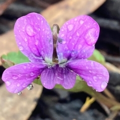 Viola betonicifolia (Mountain Violet) at Urila, NSW - 15 Oct 2020 by Safarigirl