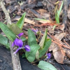 Viola betonicifolia at Urila, NSW - 16 Oct 2020