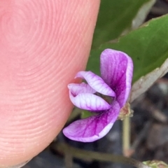 Viola betonicifolia at Urila, NSW - 16 Oct 2020 10:19 AM