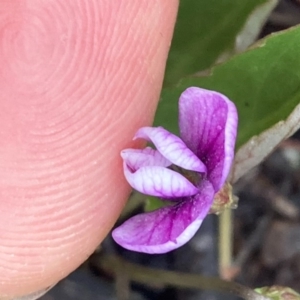 Viola betonicifolia at Urila, NSW - 16 Oct 2020