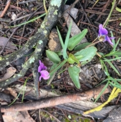 Viola betonicifolia at Urila, NSW - 16 Oct 2020