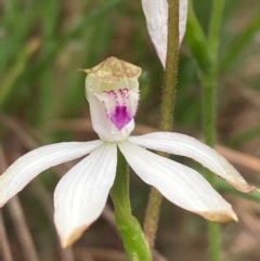 Caladenia moschata (Musky Caps) at Burra, NSW - 16 Oct 2020 by Safarigirl