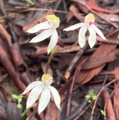 Caladenia moschata at Burra, NSW - 16 Oct 2020