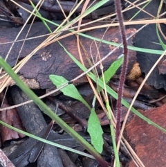 Caladenia moschata at Burra, NSW - 16 Oct 2020