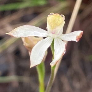 Caladenia moschata at Burra, NSW - 16 Oct 2020