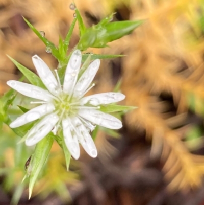 Stellaria pungens (Prickly Starwort) at Burra, NSW - 16 Oct 2020 by Safarigirl
