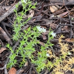 Stellaria pungens at Burra, NSW - 16 Oct 2020
