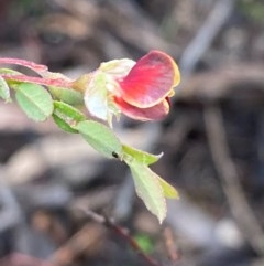 Bossiaea buxifolia (Matted Bossiaea) at Burra, NSW - 16 Oct 2020 by Safarigirl