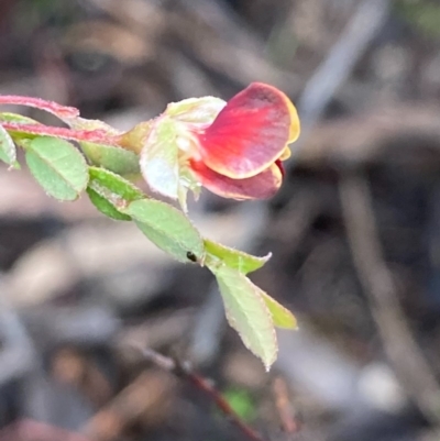 Bossiaea buxifolia (Matted Bossiaea) at Burra, NSW - 16 Oct 2020 by Safarigirl