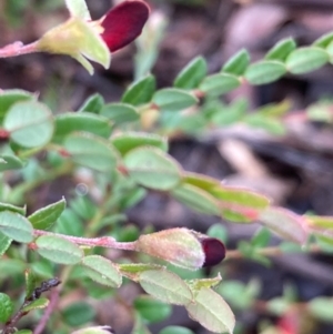 Bossiaea buxifolia at Burra, NSW - 16 Oct 2020