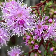 Kunzea parvifolia (Violet Kunzea) at Burra, NSW - 16 Oct 2020 by Safarigirl