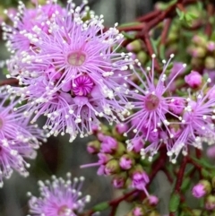 Kunzea parvifolia (Violet Kunzea) at Burra, NSW - 15 Oct 2020 by Safarigirl