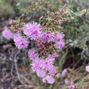 Kunzea parvifolia at Burra, NSW - 16 Oct 2020 10:48 AM