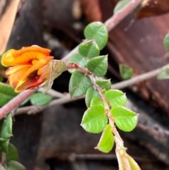 Bossiaea buxifolia (Matted Bossiaea) at Burra, NSW - 16 Oct 2020 by Safarigirl