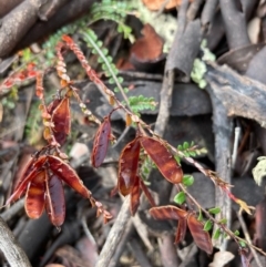 Bossiaea buxifolia at Burra, NSW - 16 Oct 2020