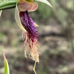 Calochilus platychilus (Purple Beard Orchid) at Burra, NSW - 16 Oct 2020 by Safarigirl