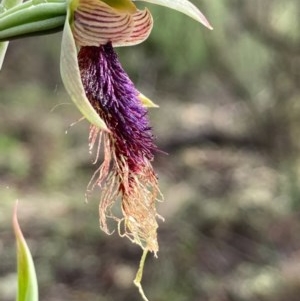 Calochilus platychilus at Burra, NSW - 16 Oct 2020