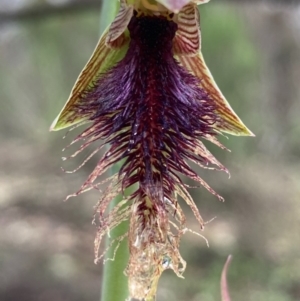 Calochilus platychilus at Burra, NSW - suppressed