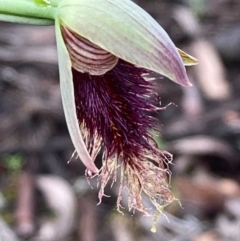 Calochilus platychilus at Burra, NSW - suppressed