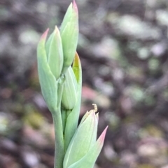 Calochilus platychilus at Burra, NSW - suppressed