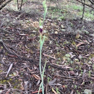 Calochilus platychilus at Burra, NSW - suppressed