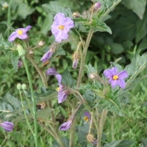 Solanum cinereum at Hughes, ACT - 15 Oct 2020