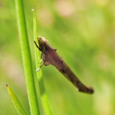 Zelleria cynetica (Rectangular Ermine Moth) at Mount Painter - 15 Oct 2020 by CathB