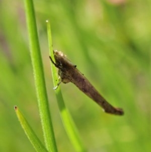 Zelleria cynetica at Cook, ACT - 15 Oct 2020