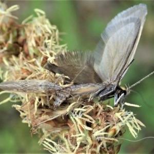 Nabis sp. (genus) at Holt, ACT - 15 Oct 2020