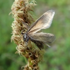 Philobota undescribed species near arabella (A concealer moth) at Holt, ACT - 15 Oct 2020 by CathB