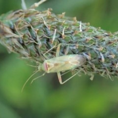 Miridae (family) (Unidentified plant bug) at Cook, ACT - 11 Oct 2020 by CathB